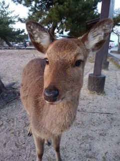 sika33.jpg